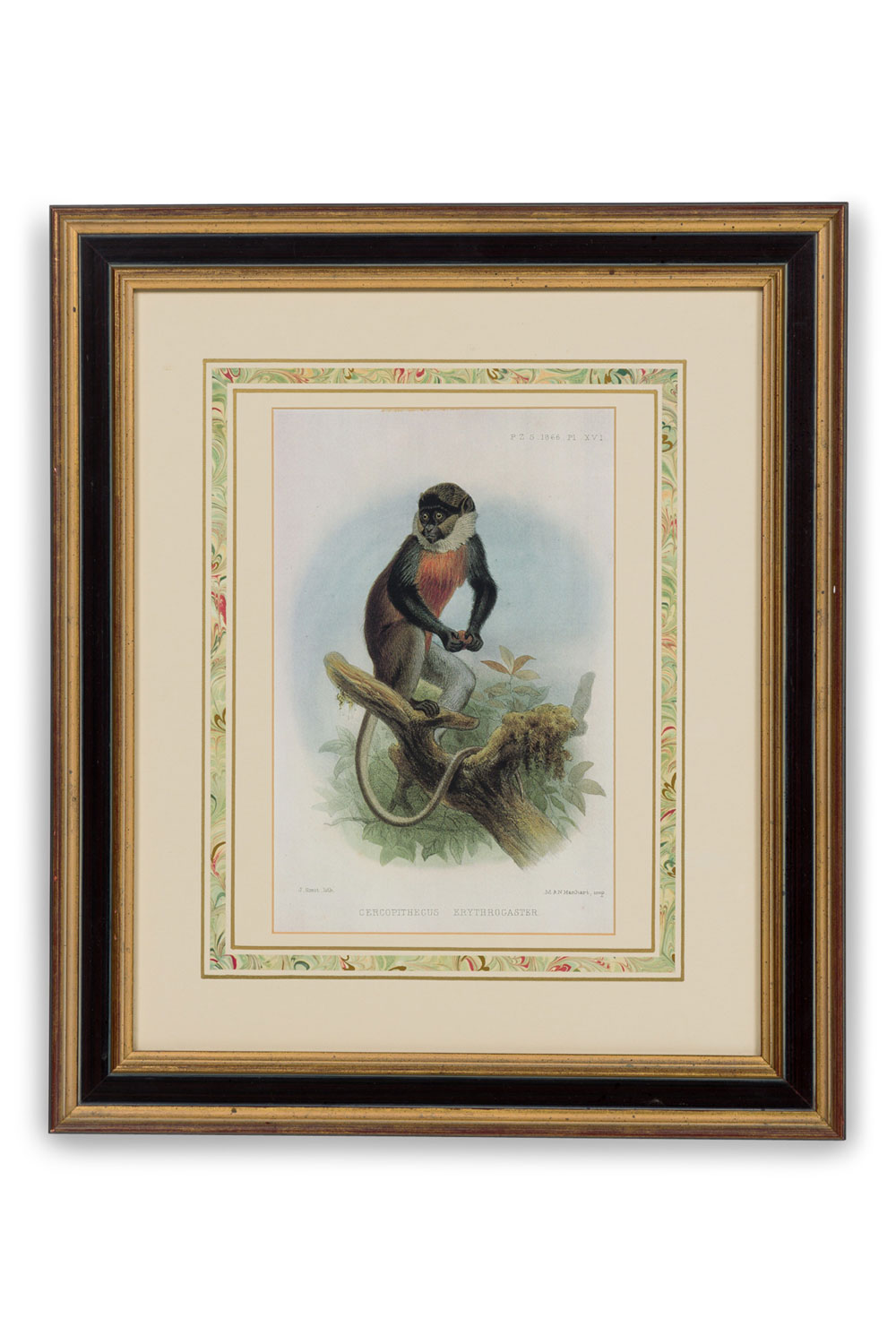 Framed english victorian print of a monkey resting on a branch