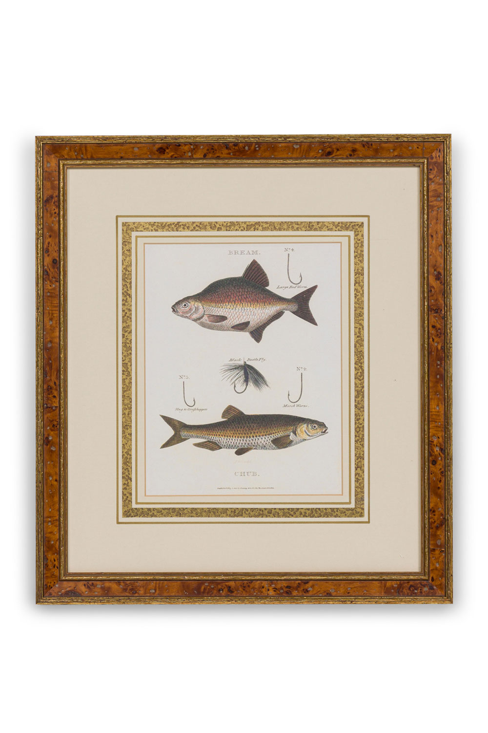 Framed color english georgian style lithograph of 2 fish, hooks and bait