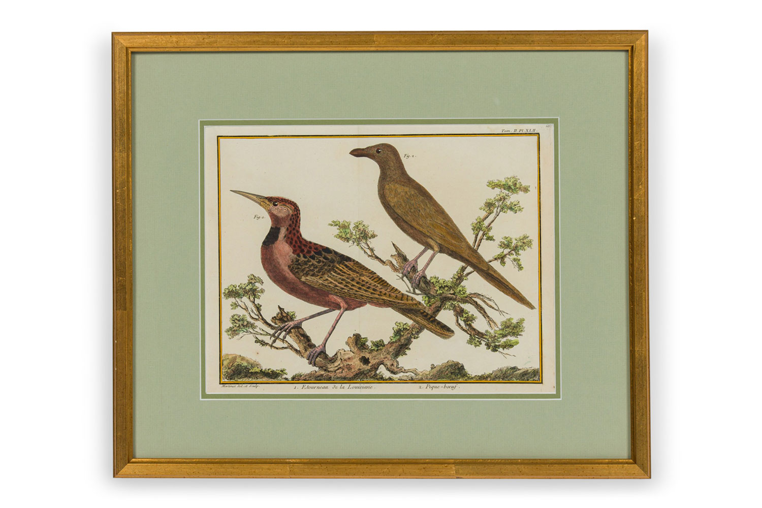 Framed french neoclassical color lithograph of 2 birds perched on a branch a