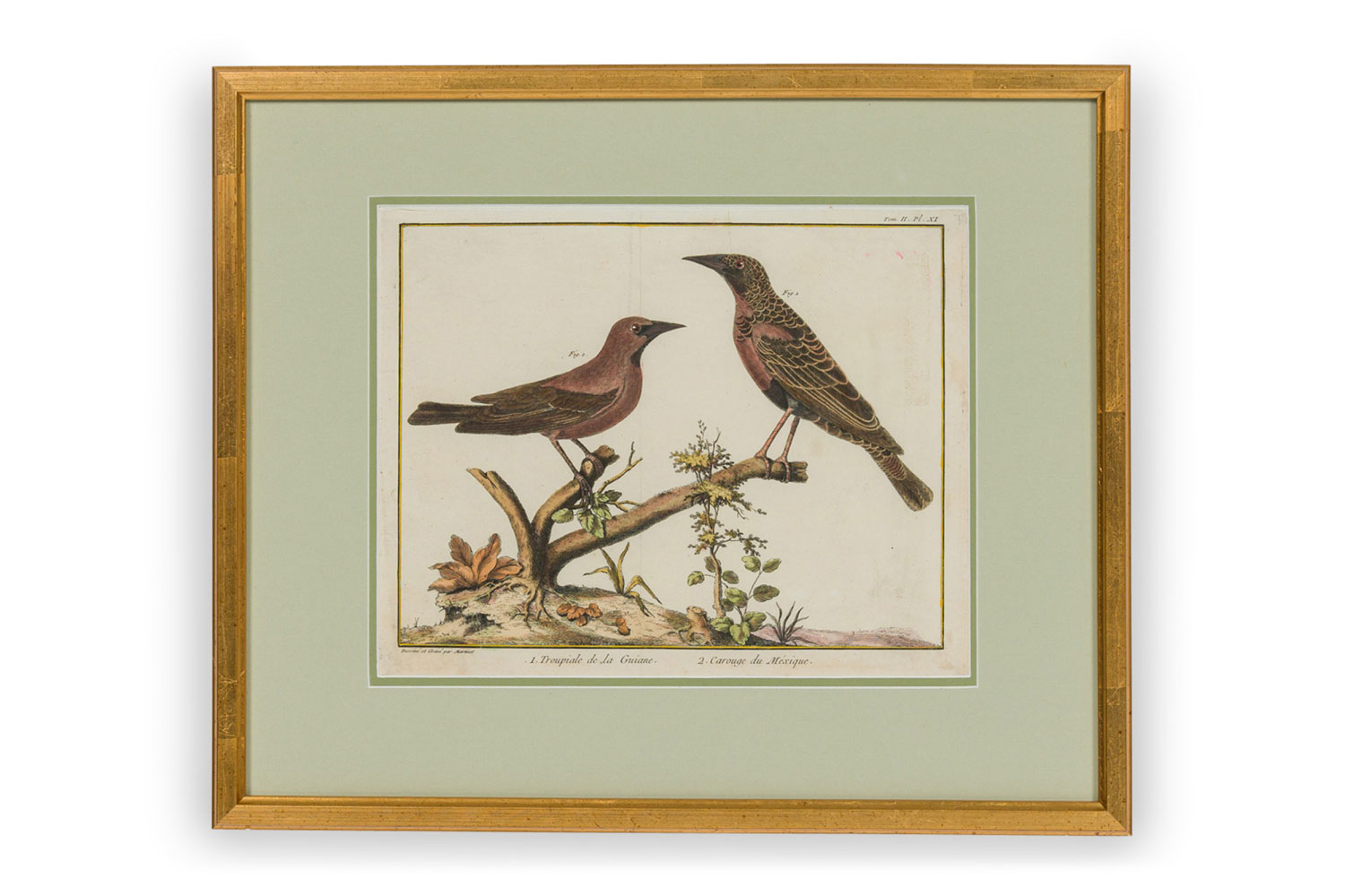 Framed french neoclassical color lithograph of 2 birds perched on a branch b