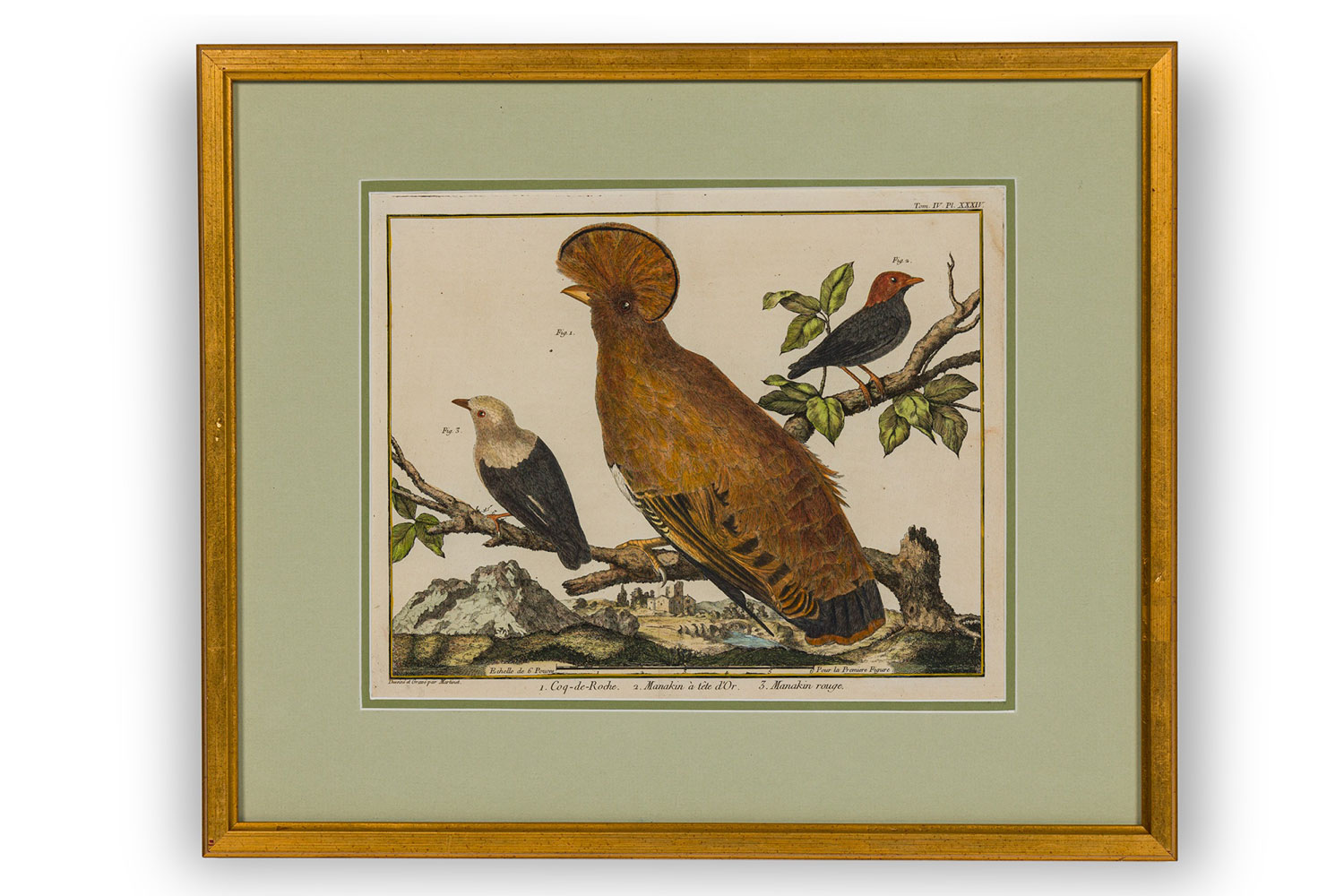 Framed french neoclassical color lithograph of 3 birds perched on a branch c