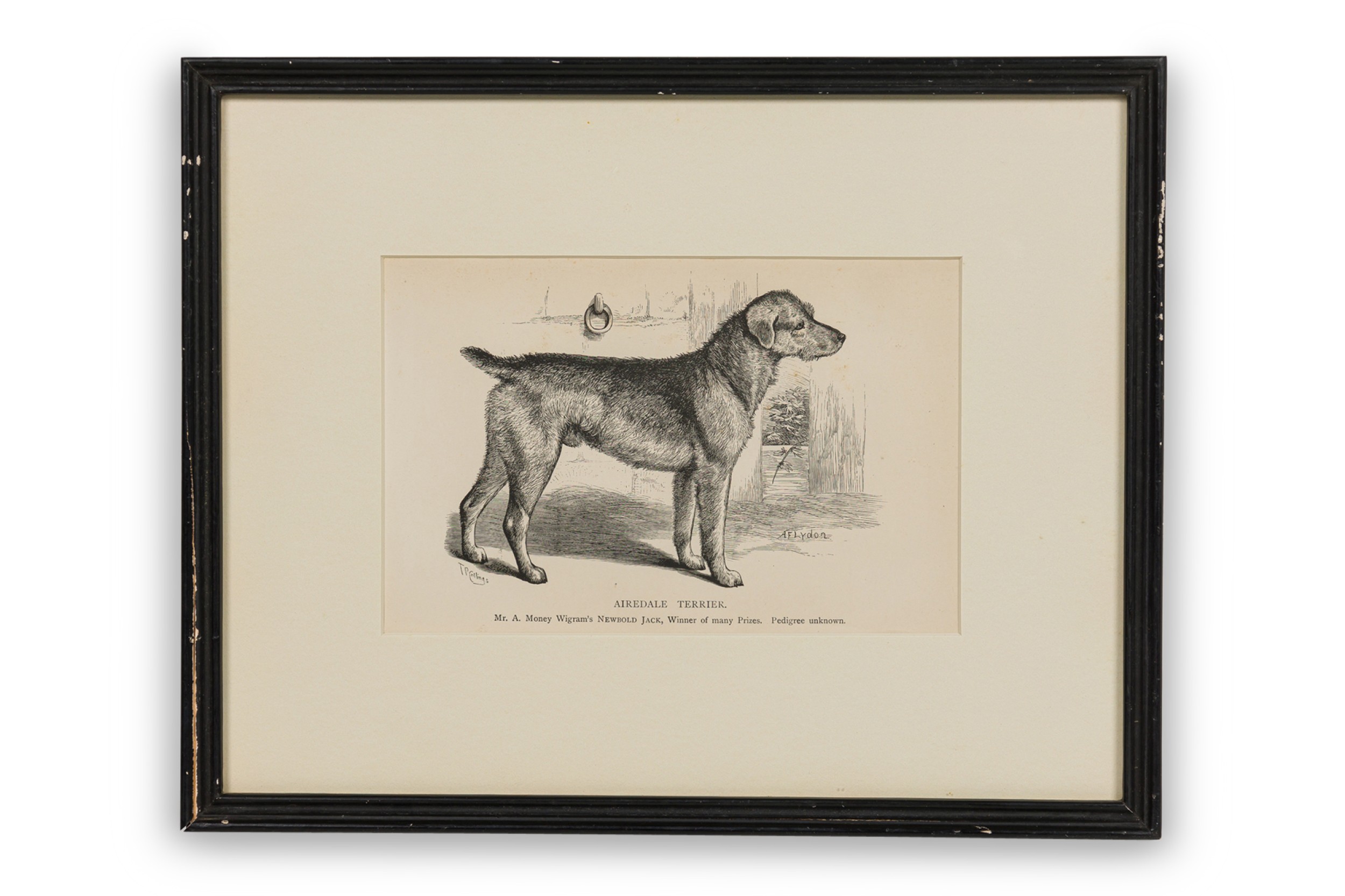 American Mid Century Framed Print of an Airdale Terrier A