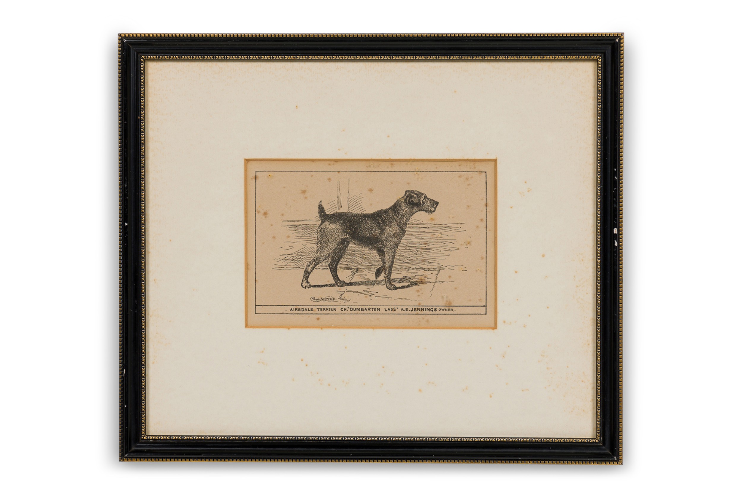 American Mid Century Framed Print of an Airdale Terrier B