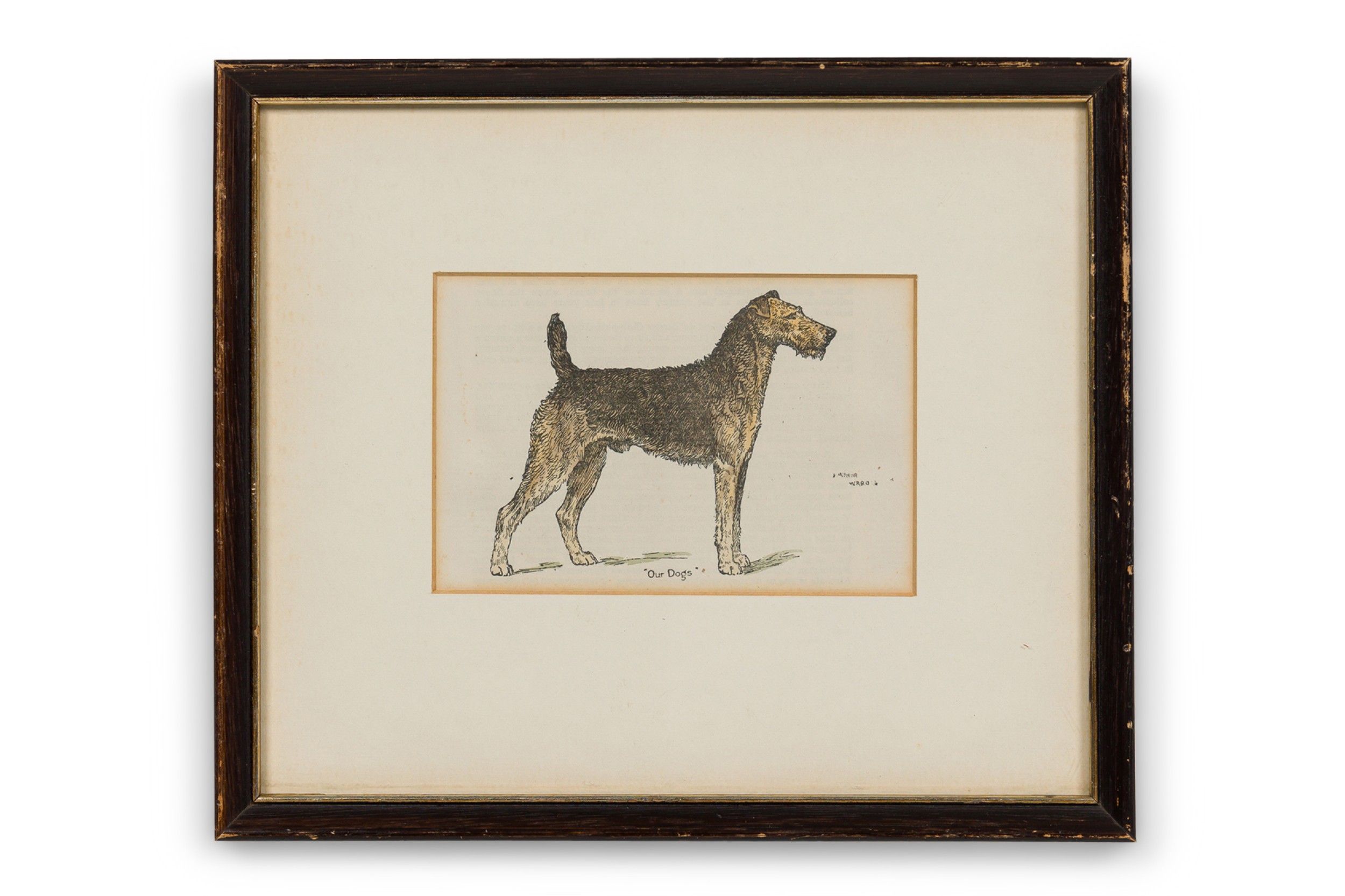 American Mid Century Framed Print of an Airdale Terrier C