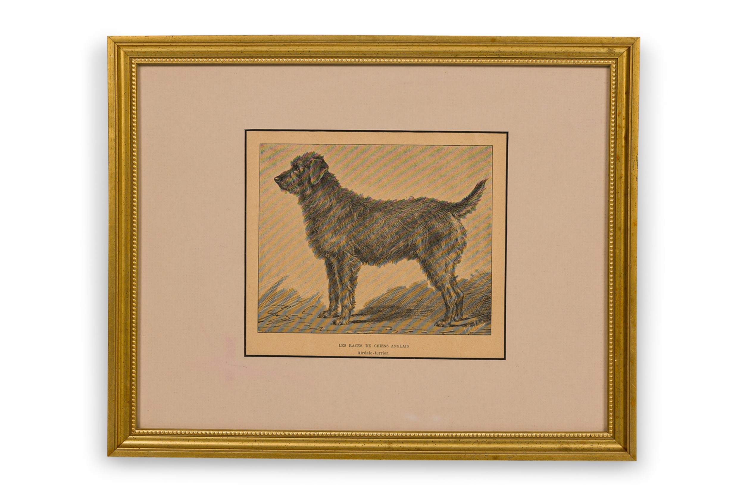 American Mid Century Framed Print of an Airdale Terrier D