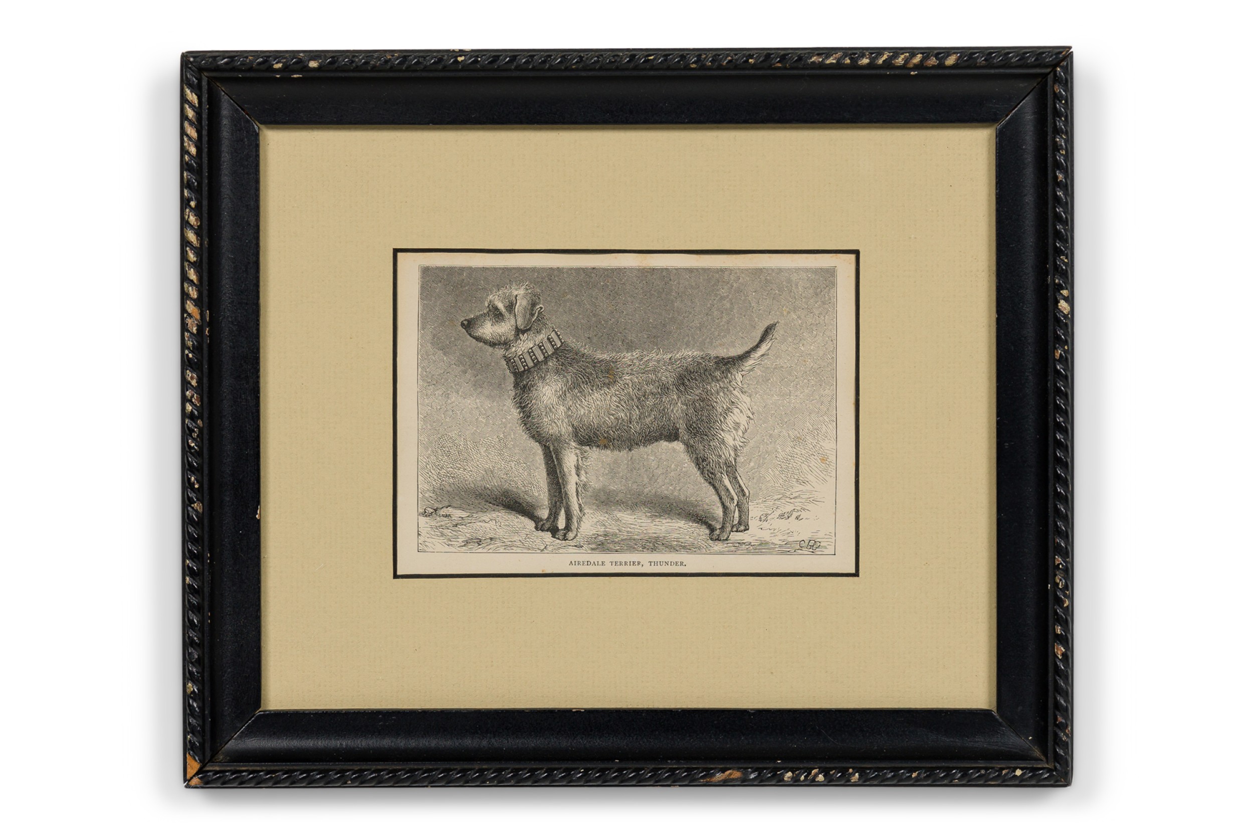 American Mid Century Framed Print of an Airdale Terrier E