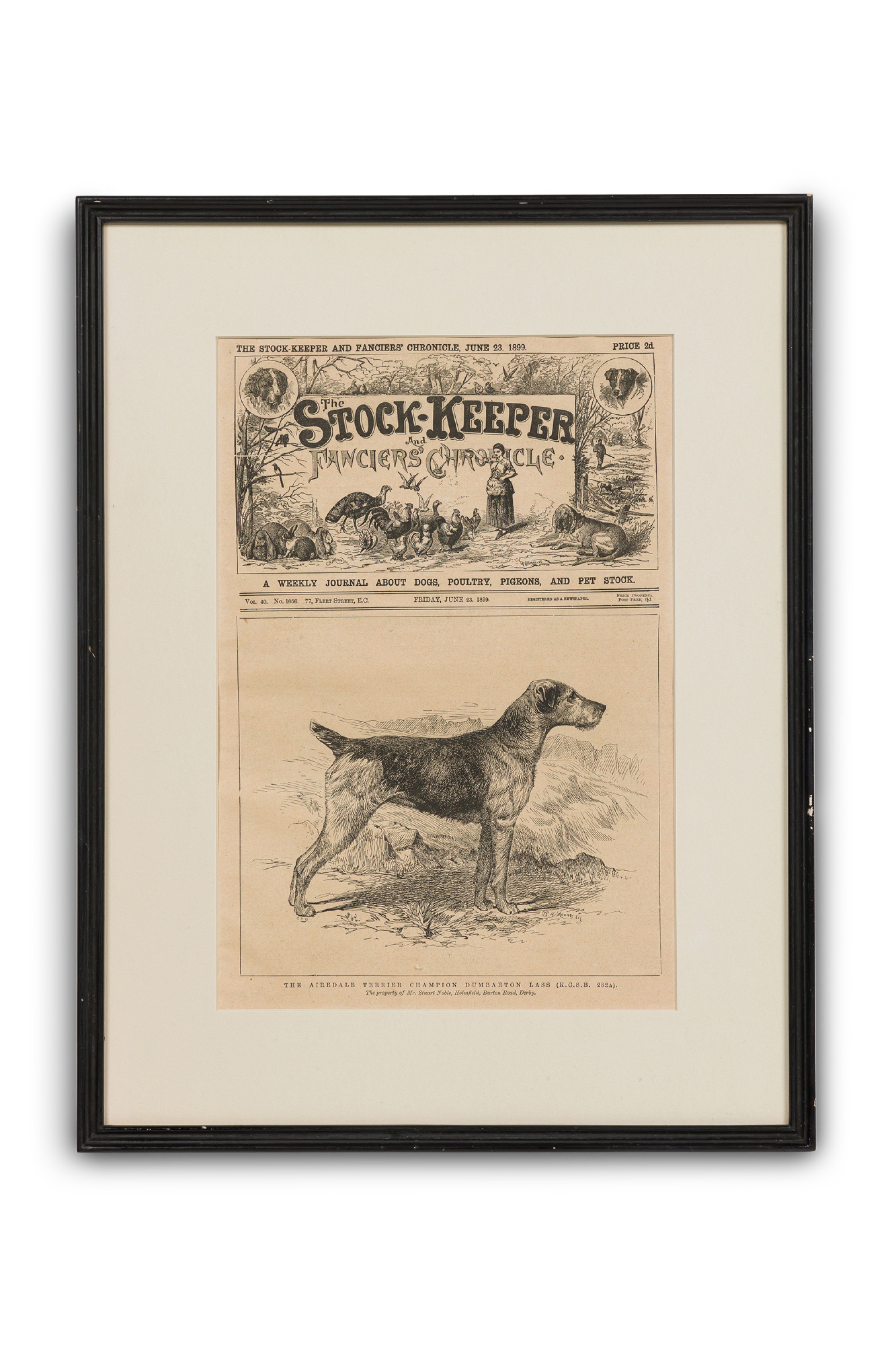 American Victorian Framed Print of an Airdale Terrier F