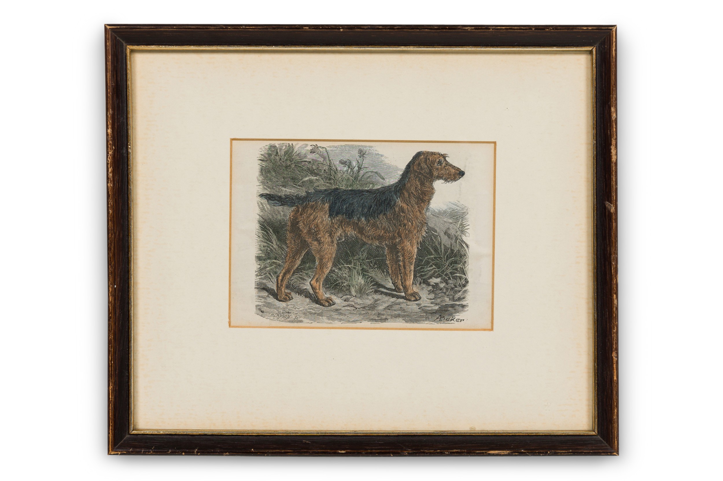 American Mid Century Framed Print of an Airdale Terrier G