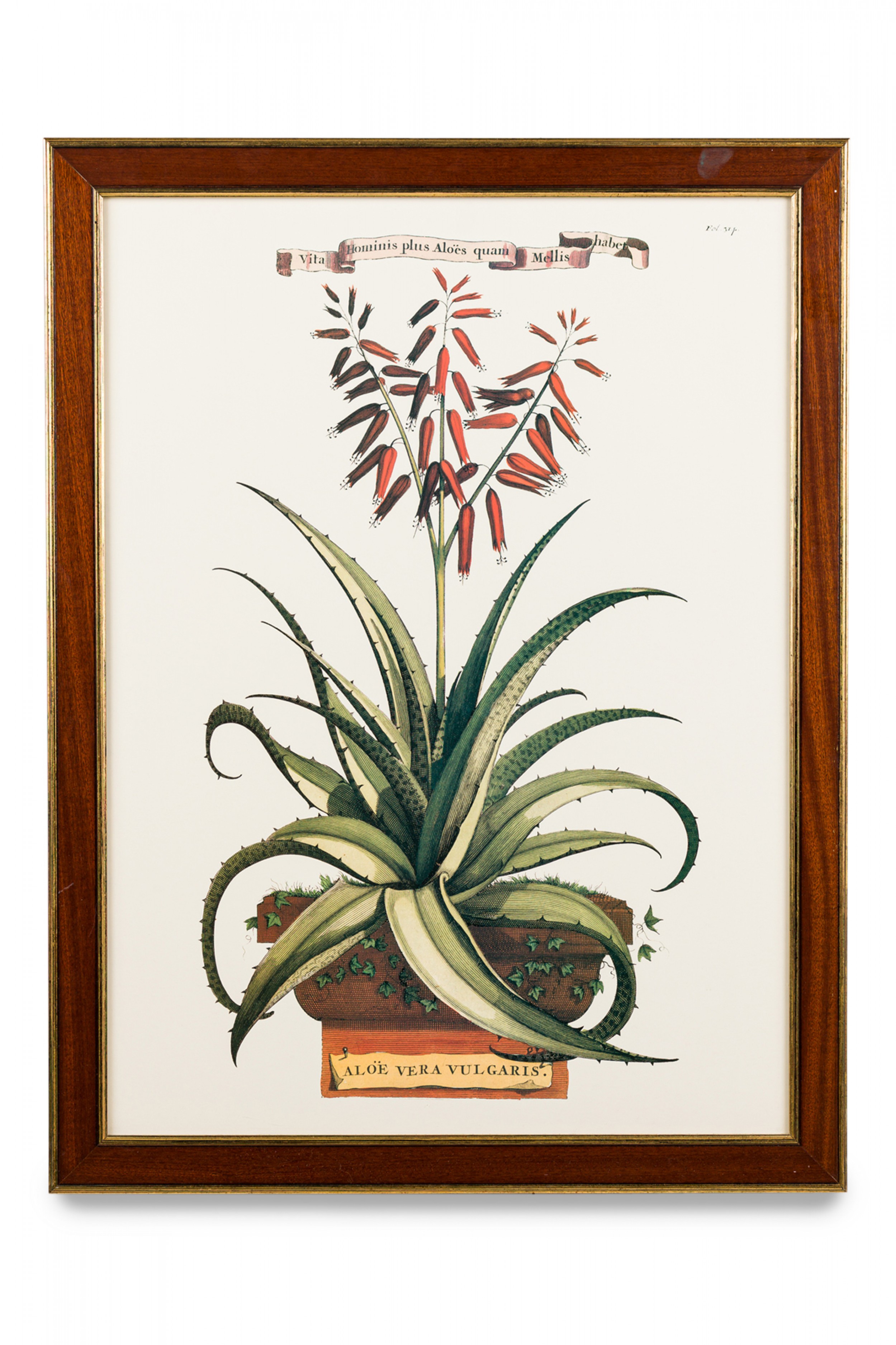 Framed botanical print of a 17th century engraving of a flowering aloe vera plant