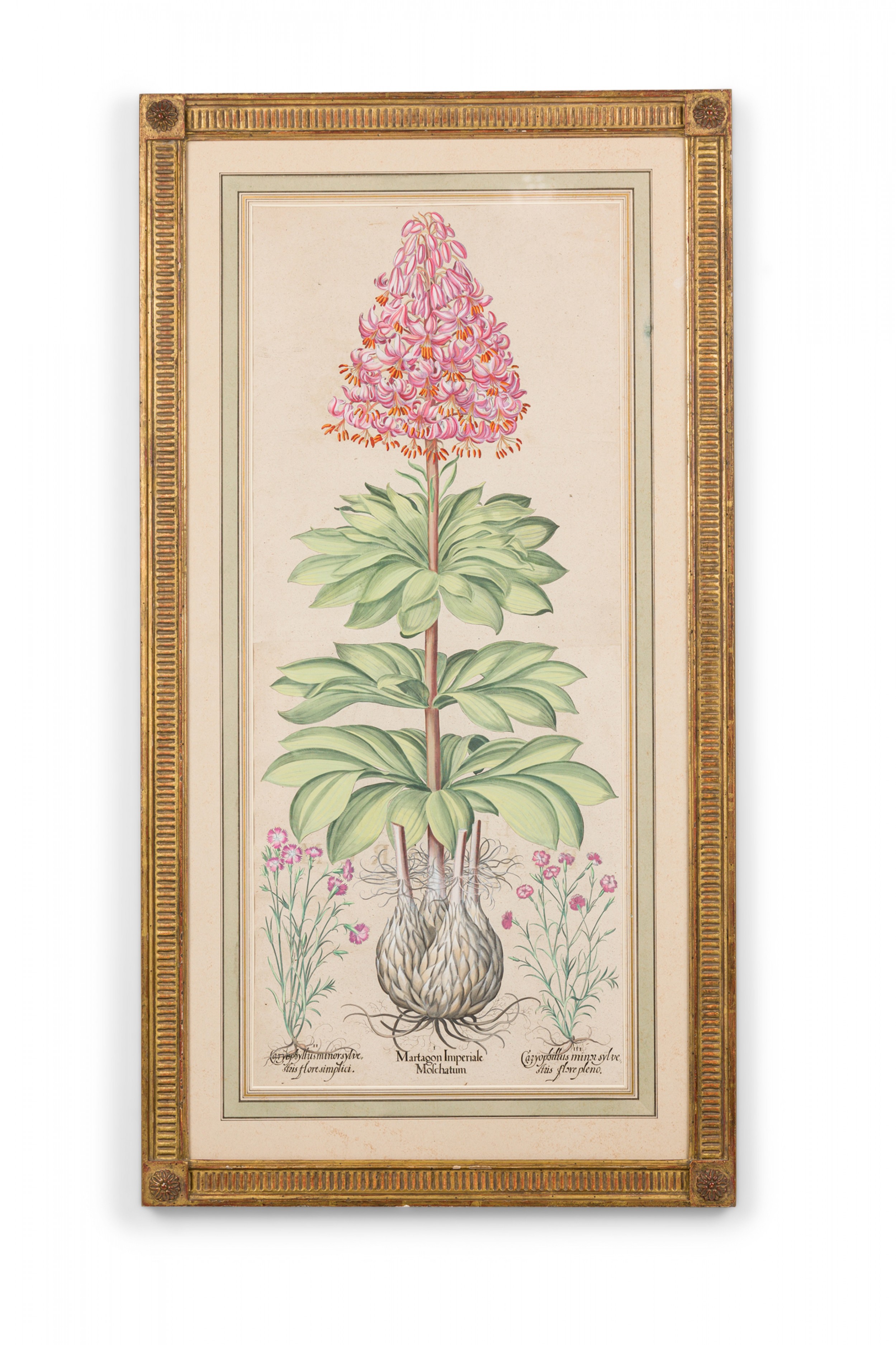 Framed french victorian botanical illustration titled martagon imperiale molchatum