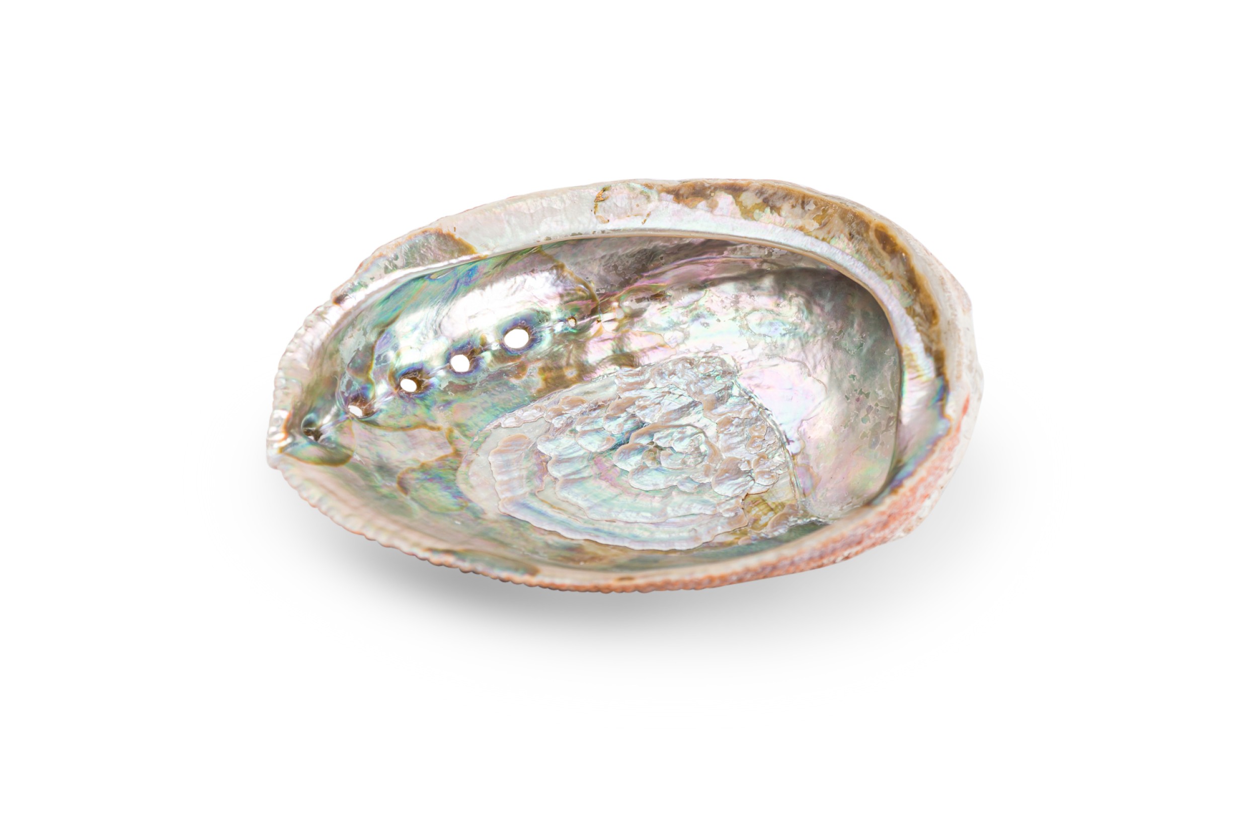 small natural abalone iridescent mother of pearl seashell decor dish with a piece of barnacle 