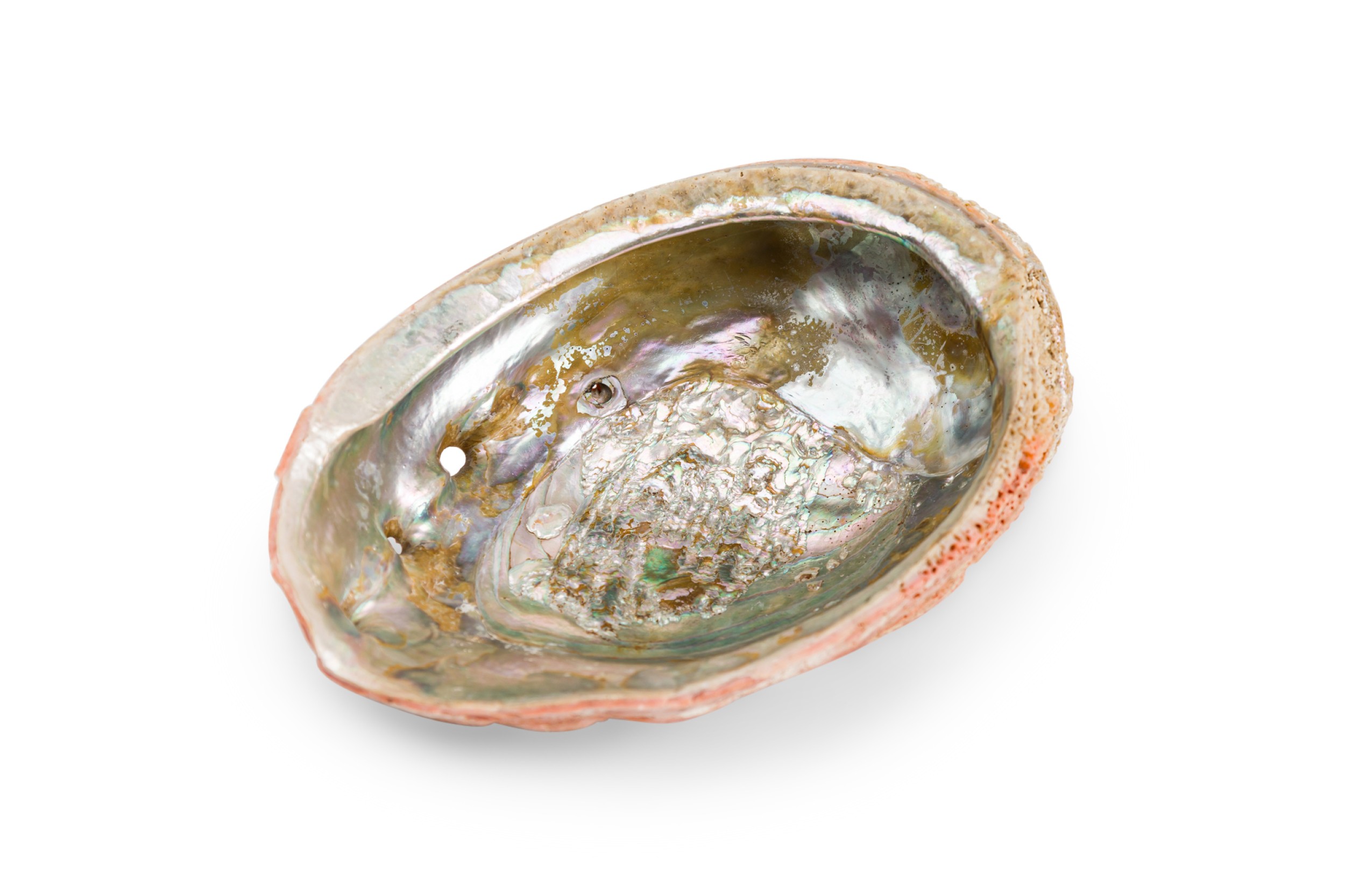 Natural abalone iridescent mother of pearl seashell decor dish