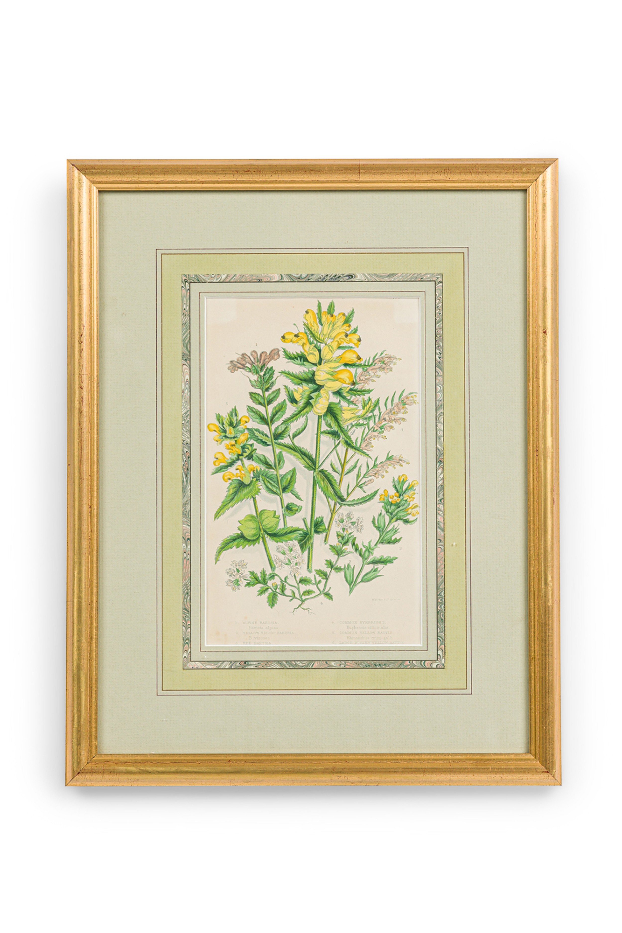 English victorian framed botanical illustration of yellow alpine bartsia