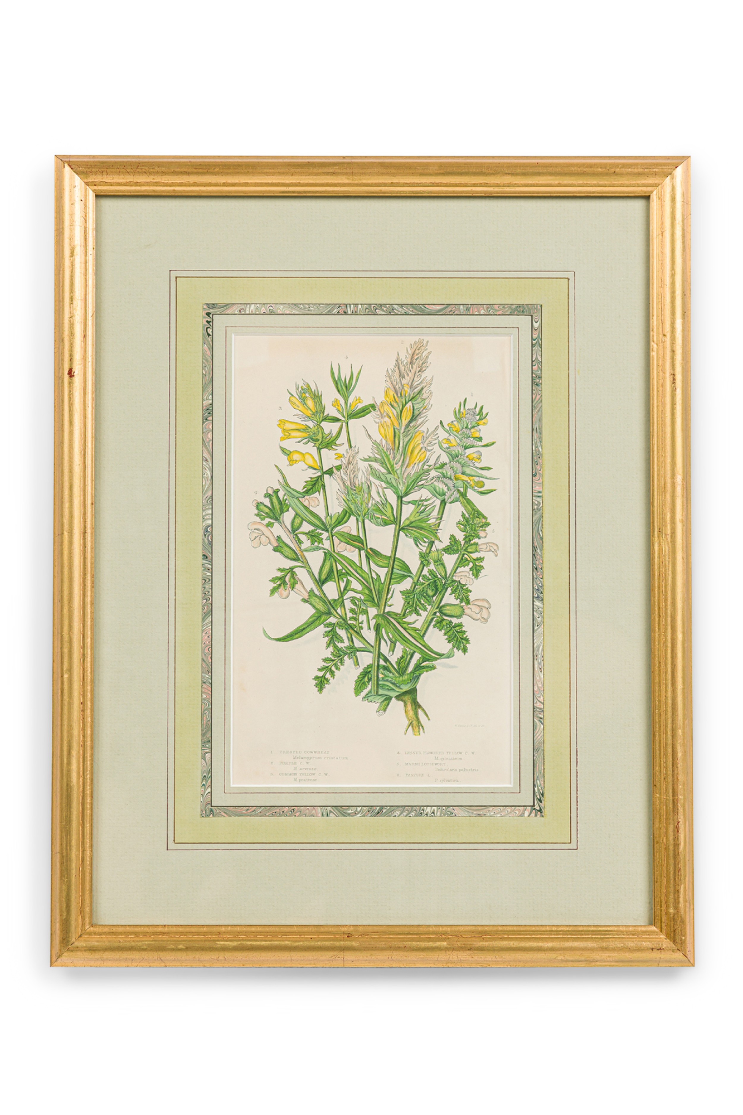 English victorian framed botanical illustration of crested crowwheat