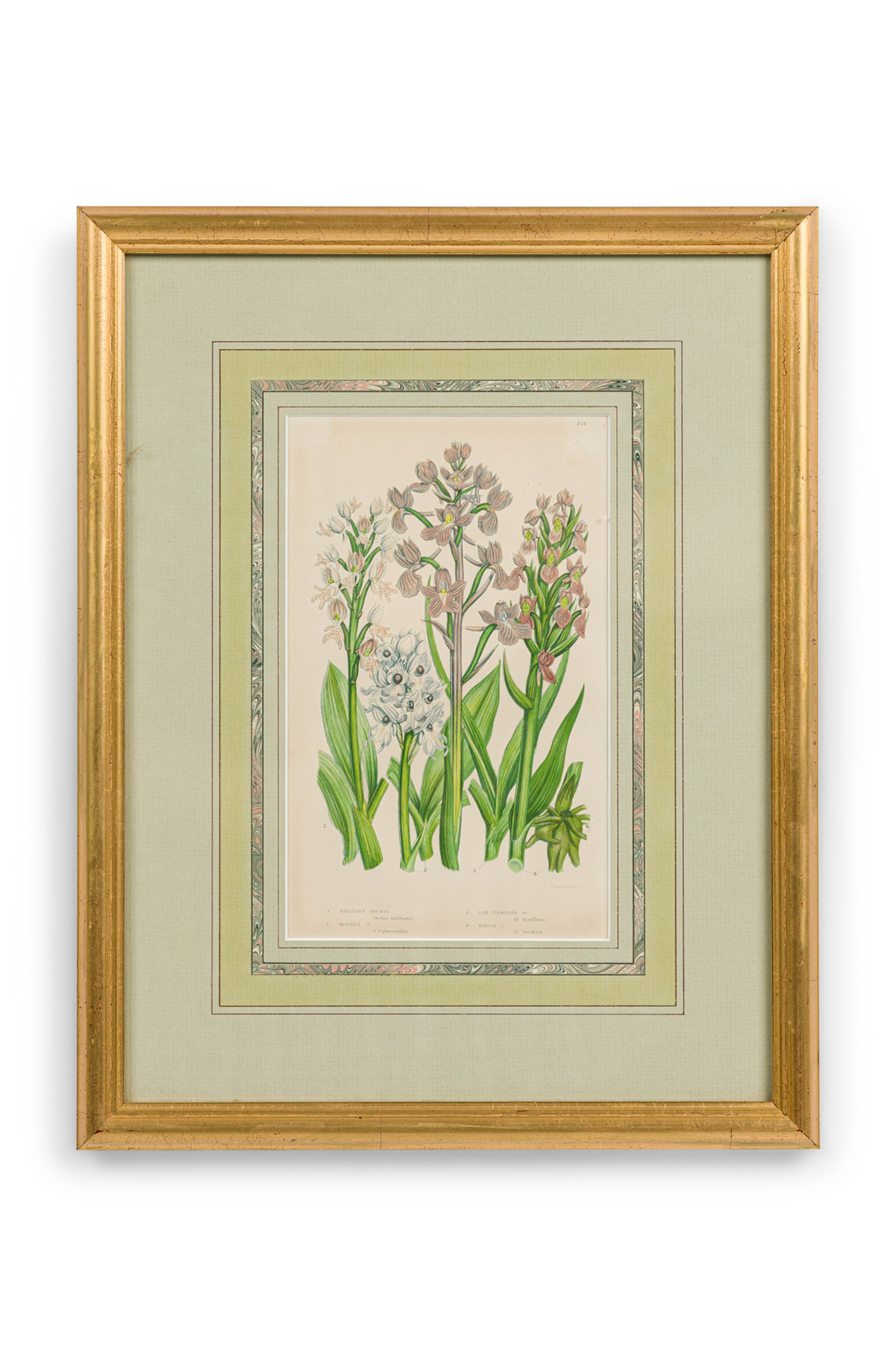 English victorian framed botanical illustration of orchis miltaris 
