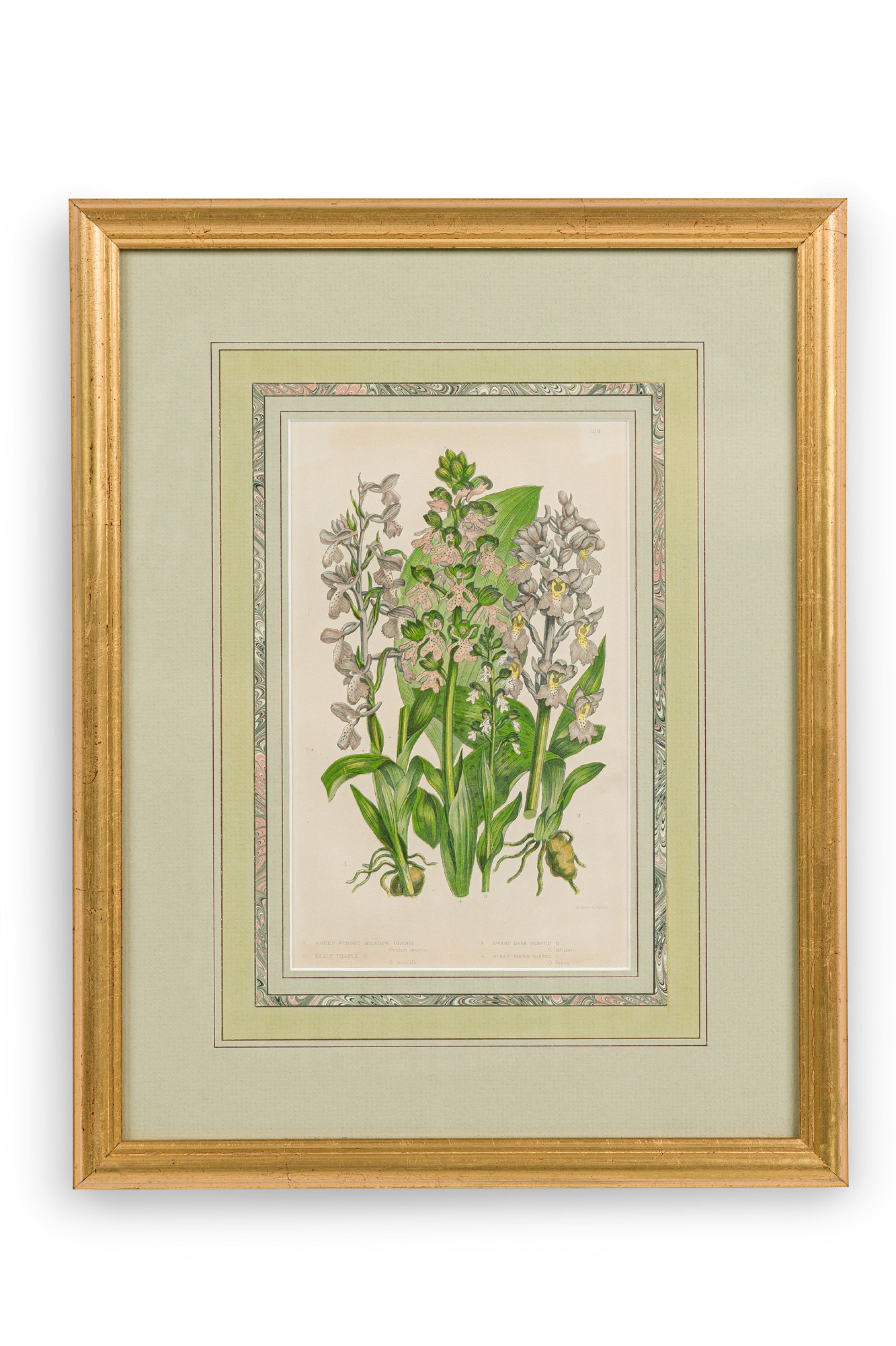 English victorian framed botanical illustration of green winged meadow orchis 