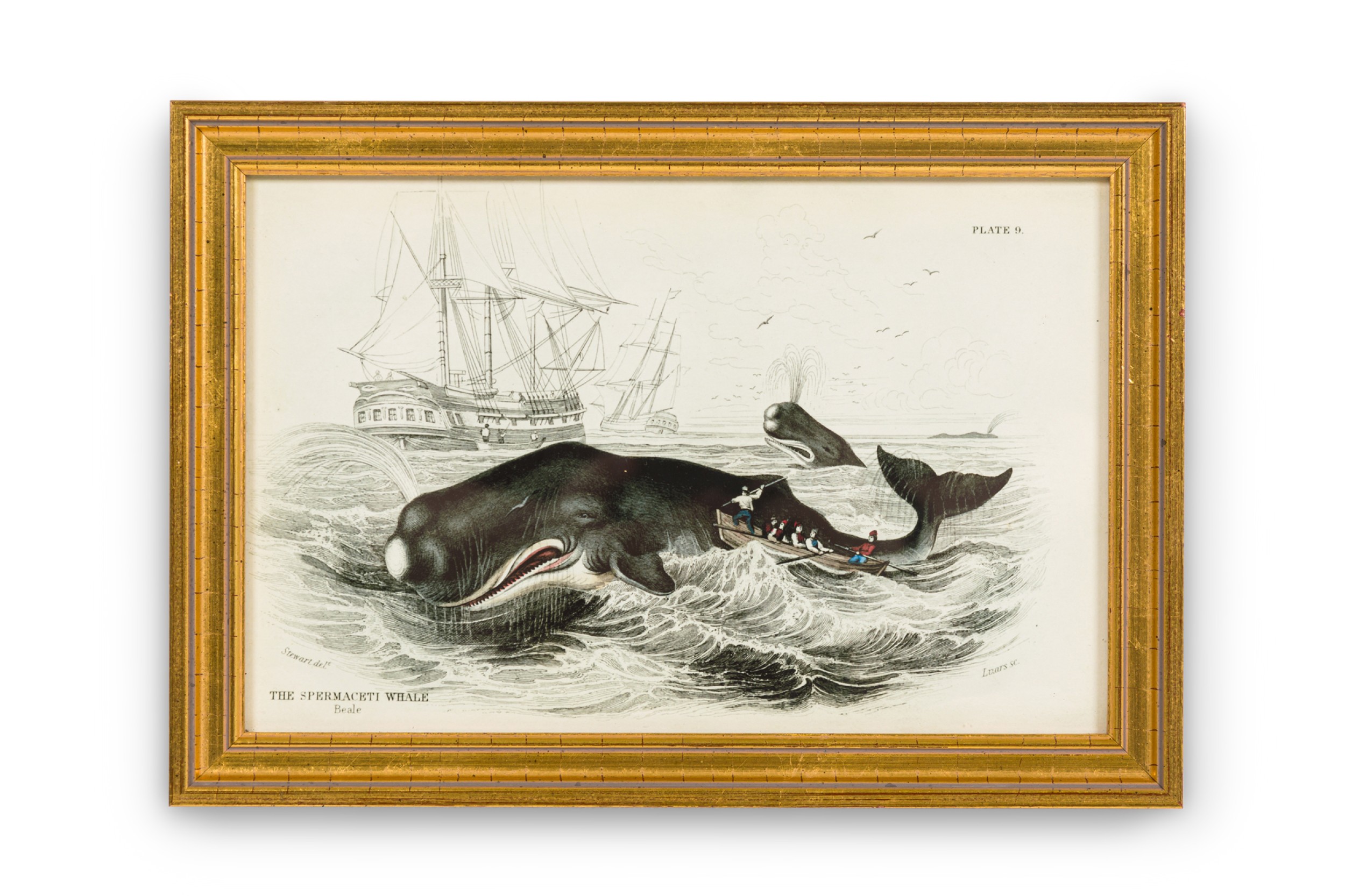 English georgian lithograph print of spermaceti whale hunting 