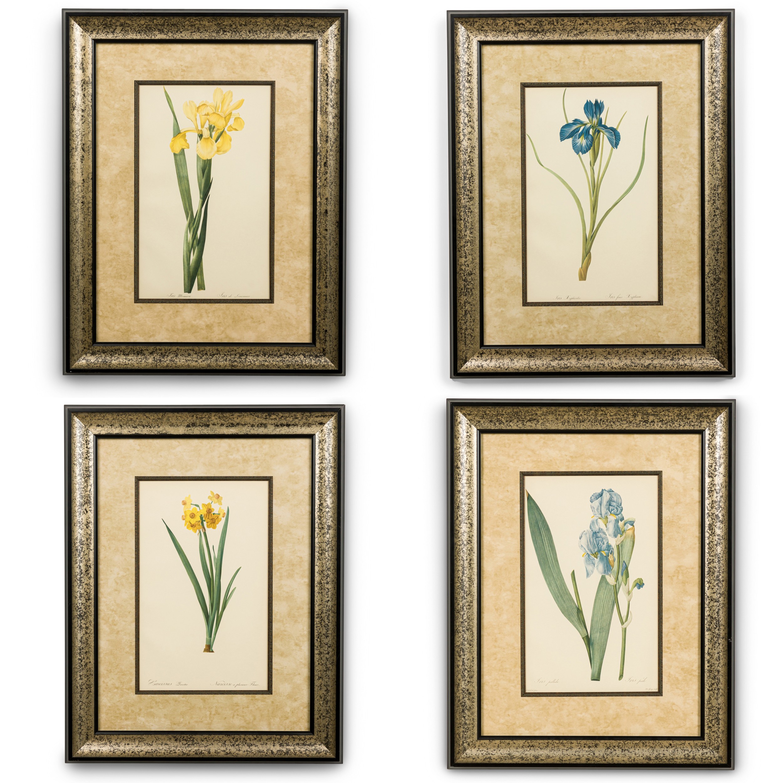 Set of 4 French Victorian colored prints Iris Flower Prints