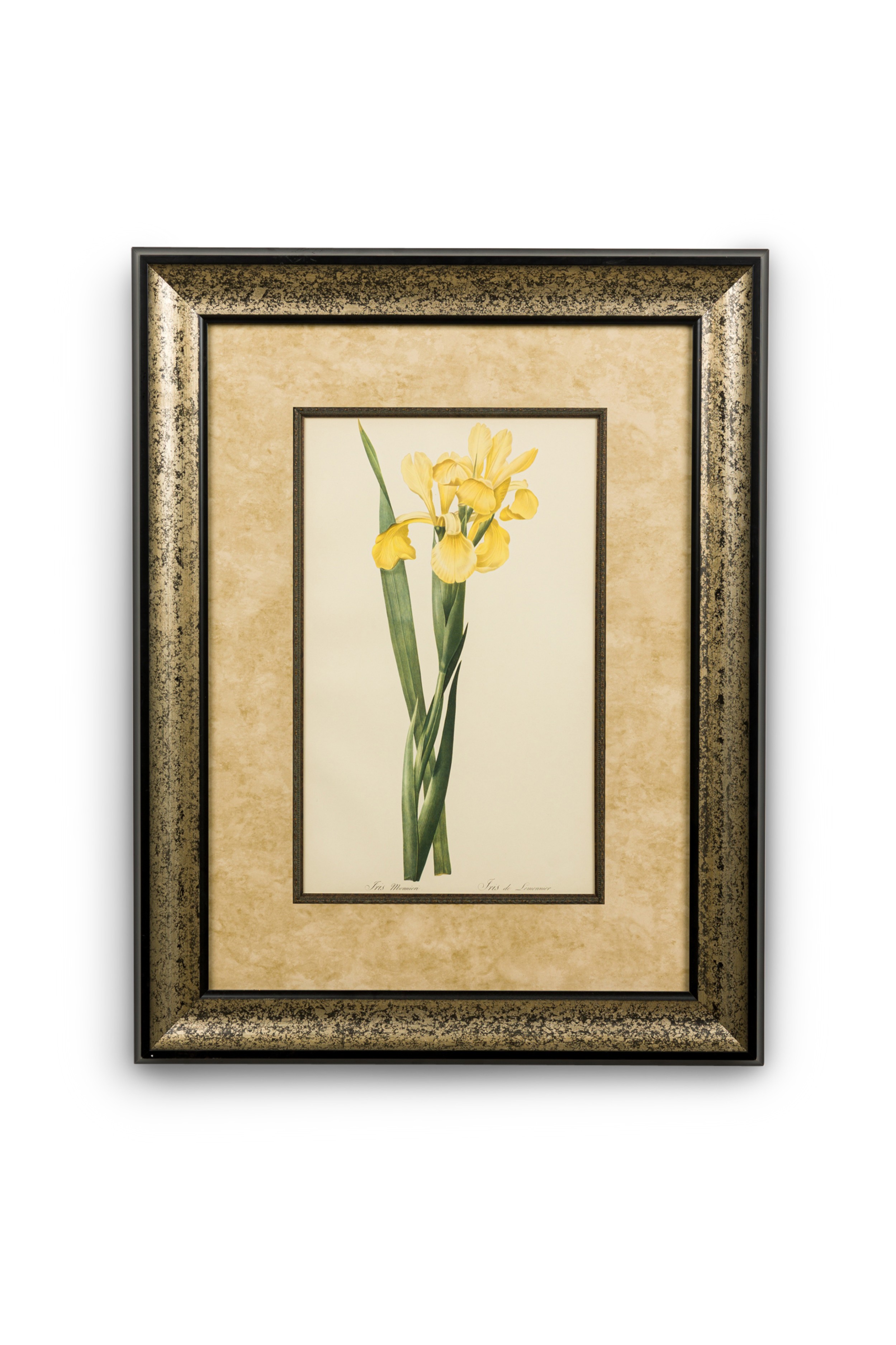 French victorian watercolor abstract print of a iris monnieri flower