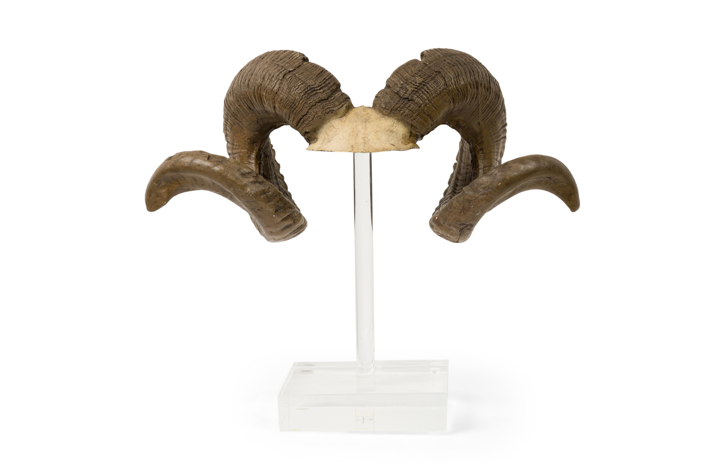 American mid century ram horns mounted on a clear lucite base