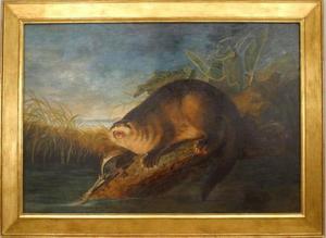 Copy of an otter in a trap wildlife painting