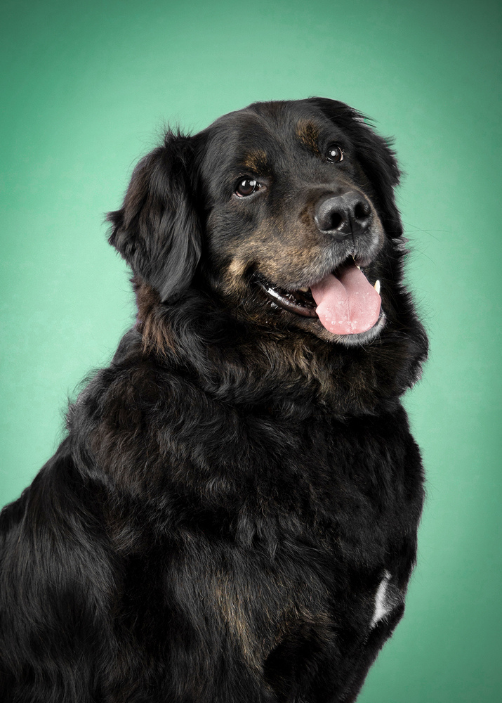 Kim Wolfe Photography: Pets