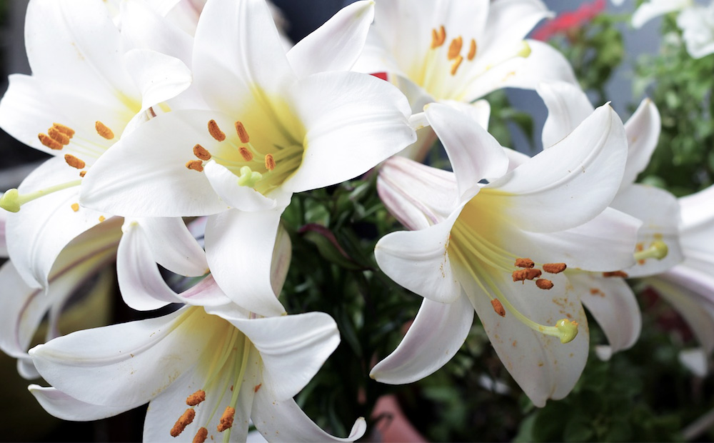 Easter Lily Easter Lily