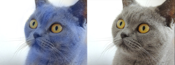 Blue-Cat