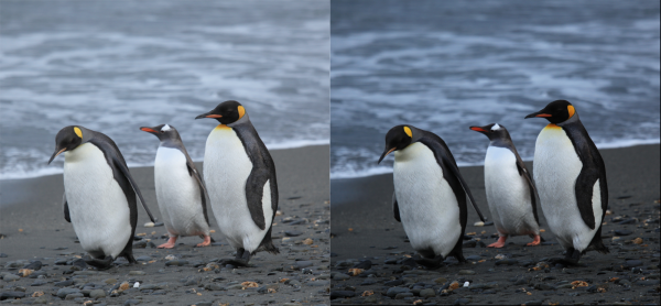 Lighten Penguins Picture Example