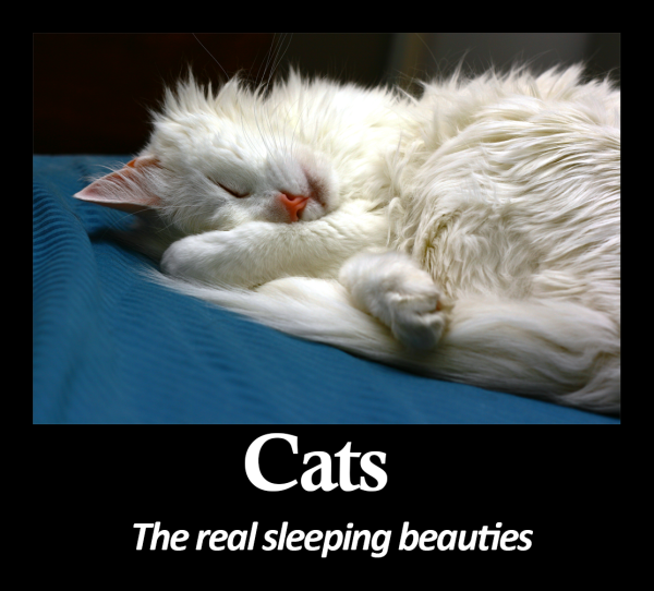 Creating-A-Cat-Meme-With-Text