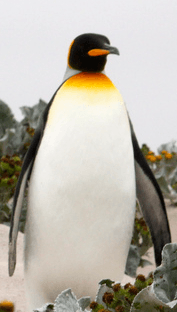 The penguin we wanted, fit as a fiddle~