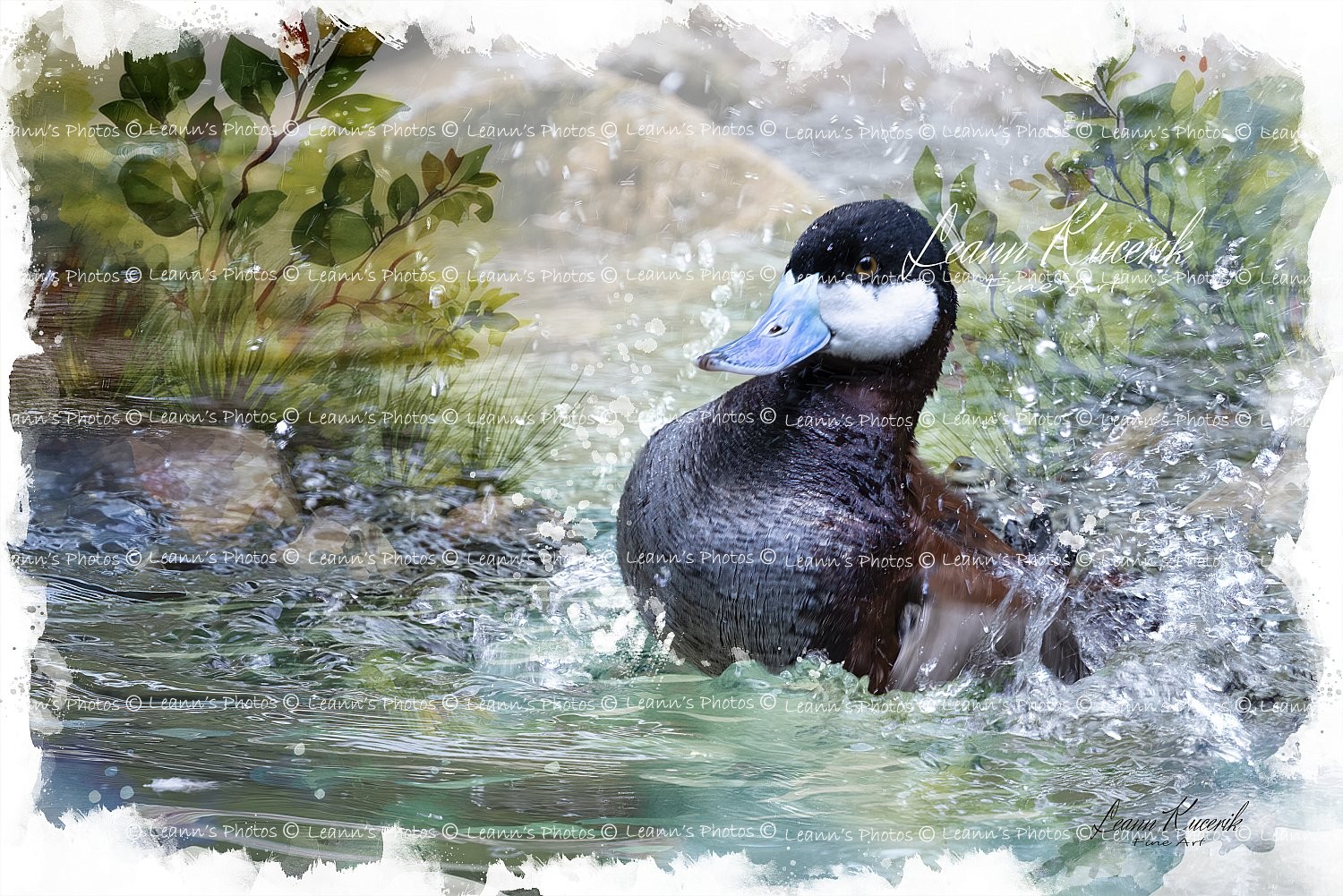 Splish-Splash Duck - A Ruddy Duck