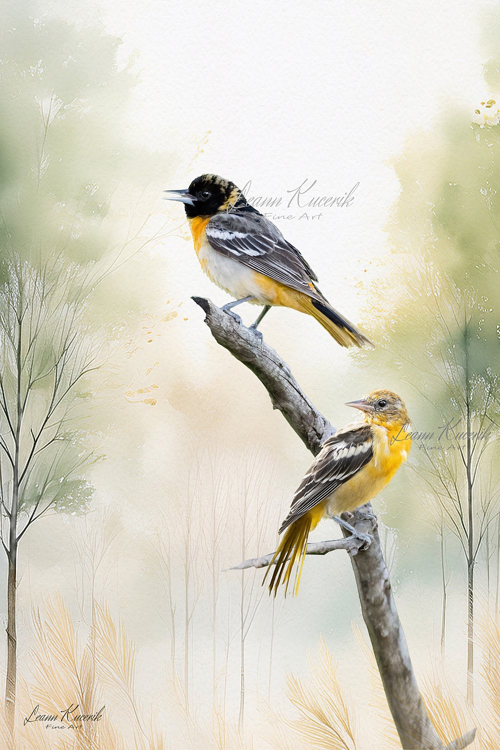 ORIOLE LOVERS | Young_Oriole_Pair_01_5000px_ONLINE.jpg