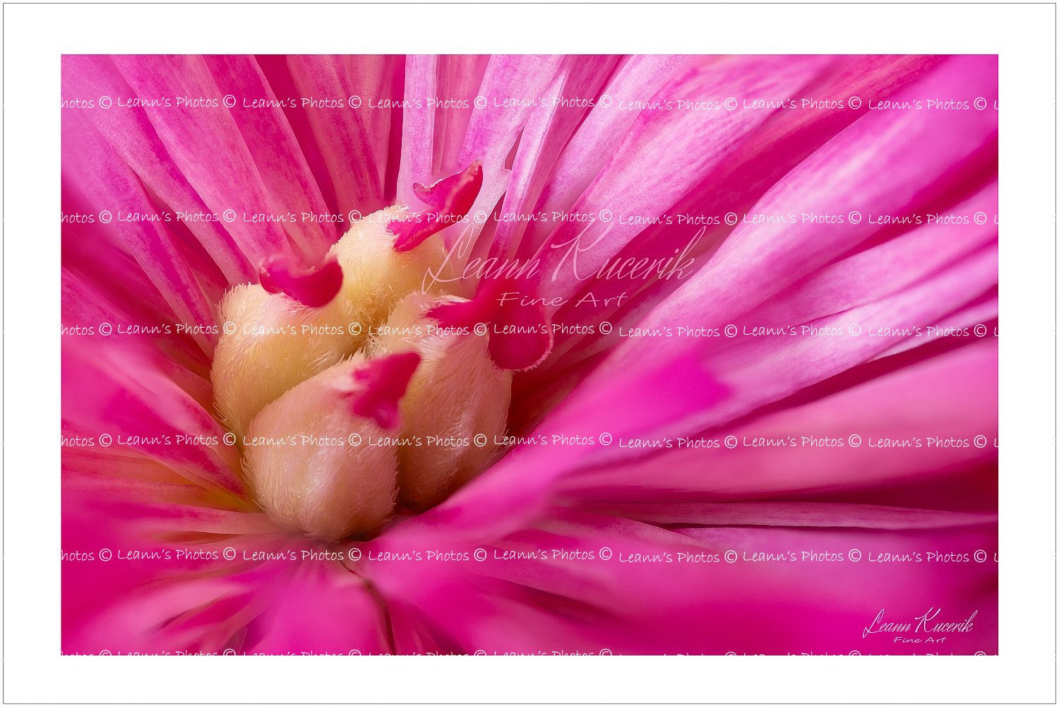 Hatchling Peony Petals
