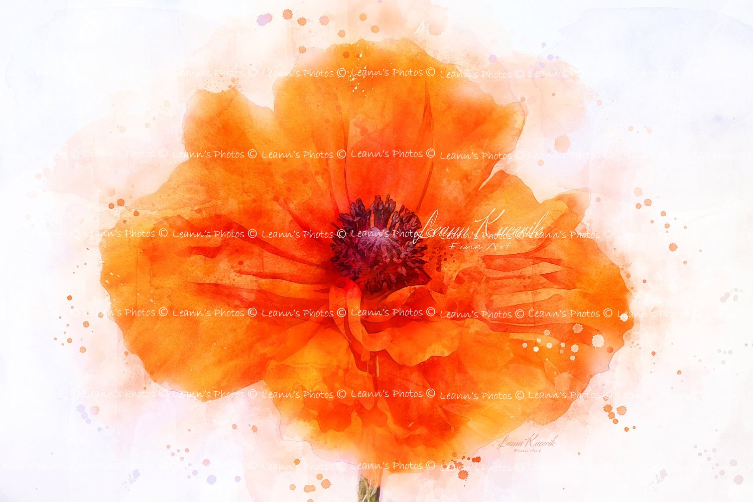 Poppy Aflame