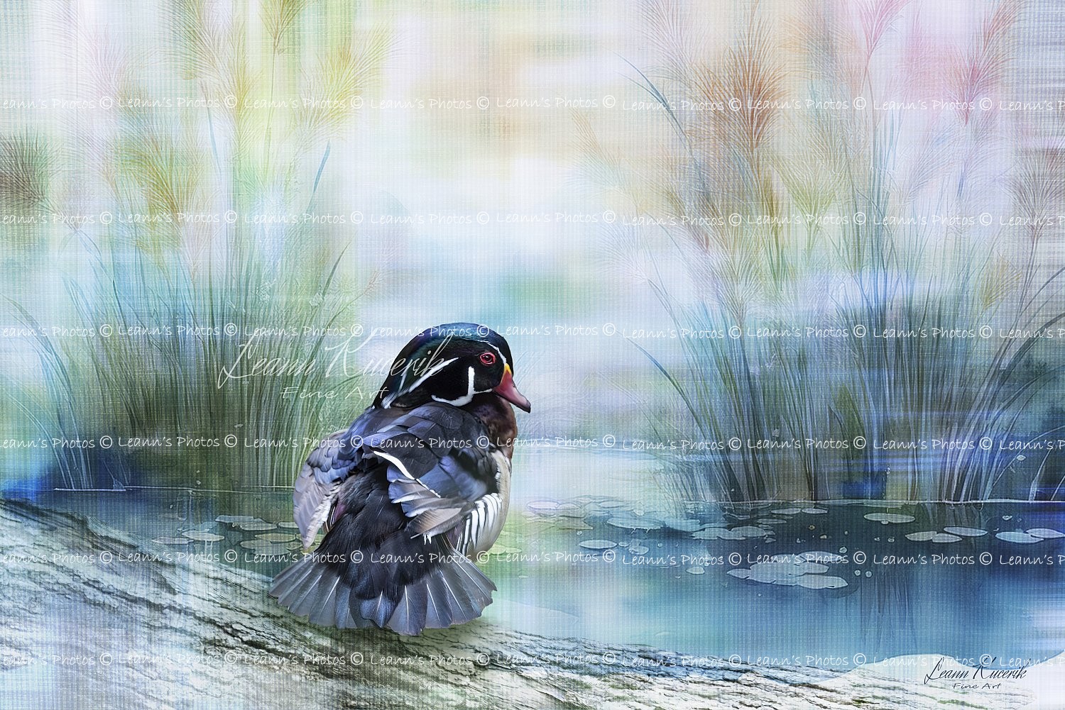 "Woody" the Wood Duck