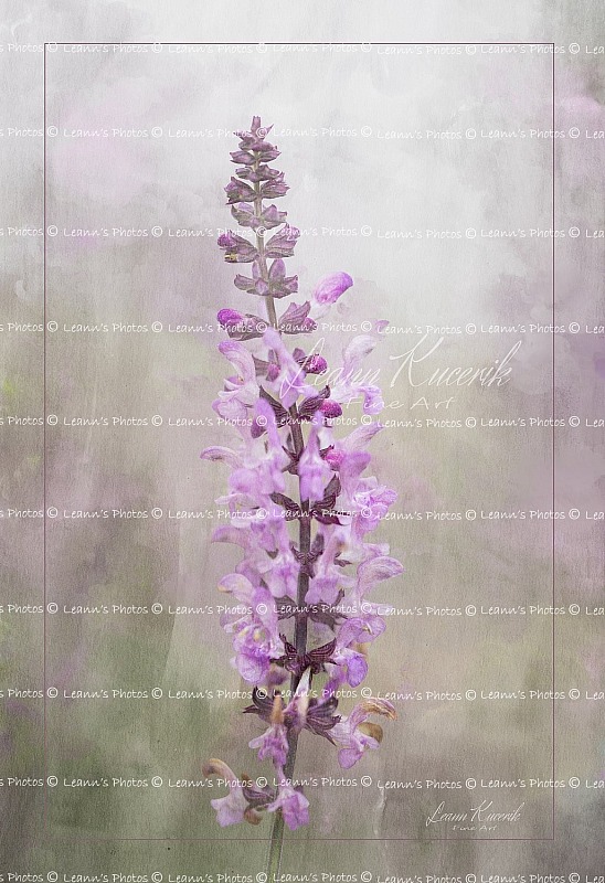 Simply Summer Sprig - Rose Salvia