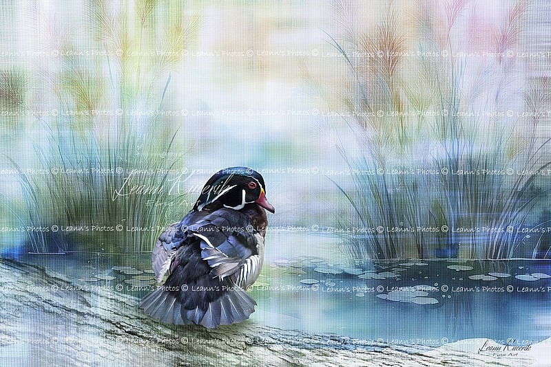 Feathered Friends