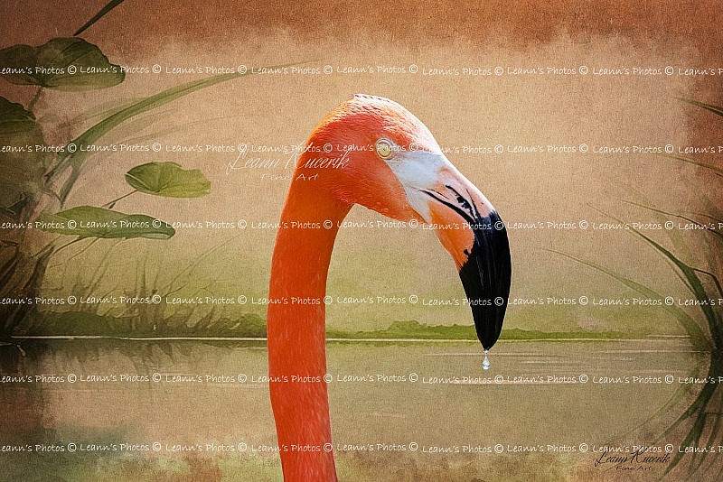 Meet Dribbles the Flamingo
