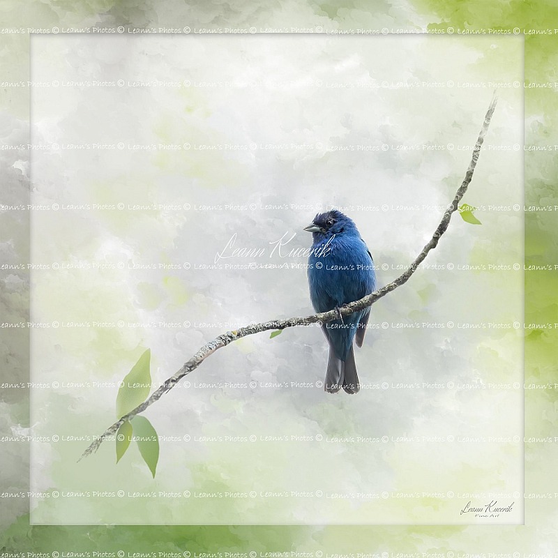 Indigo Whispers - Indigo Bunting