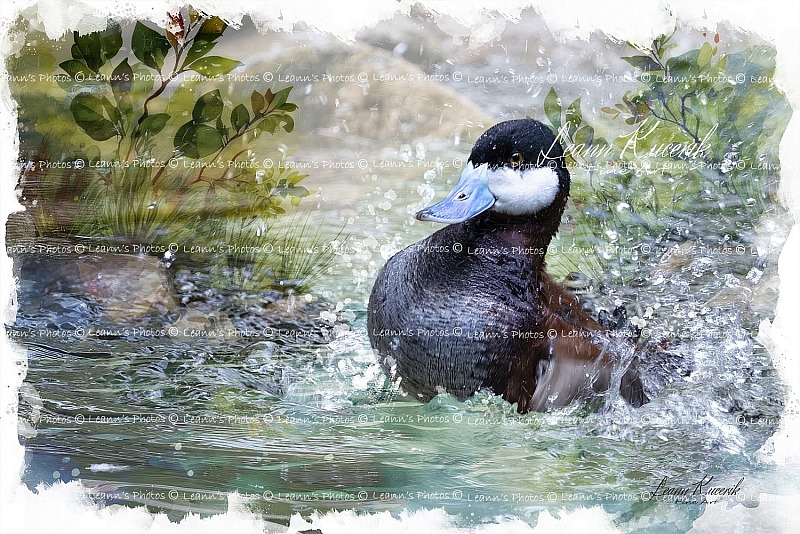 Splish-Splash Duck - A Ruddy Duck