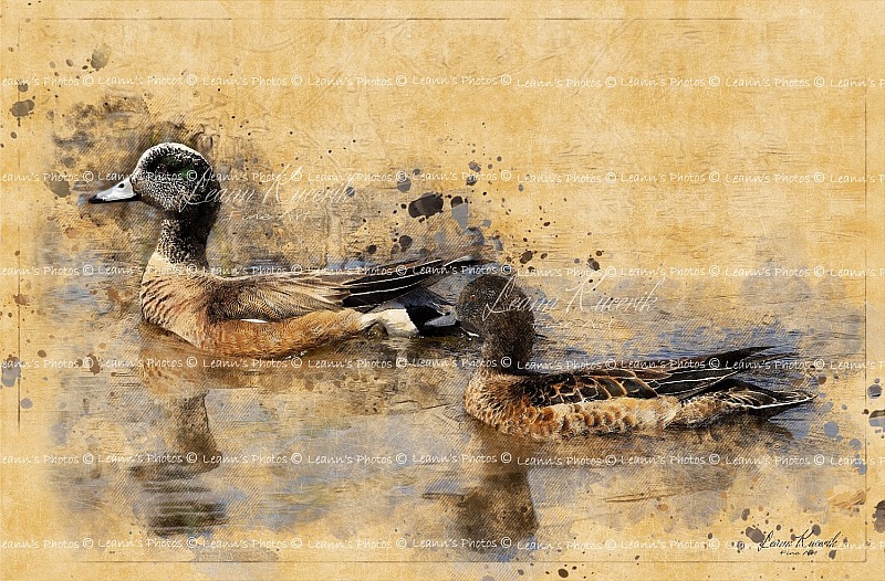 American Wigeon Ducks
