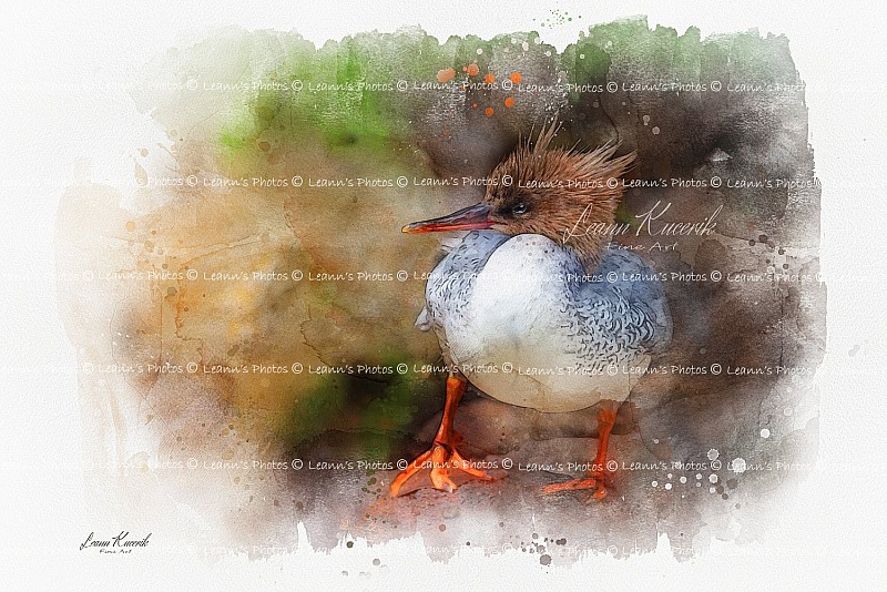 Quacky-Doo-Duck - Common Merganser
