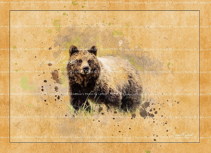Wilderness in Focus: Wildlife