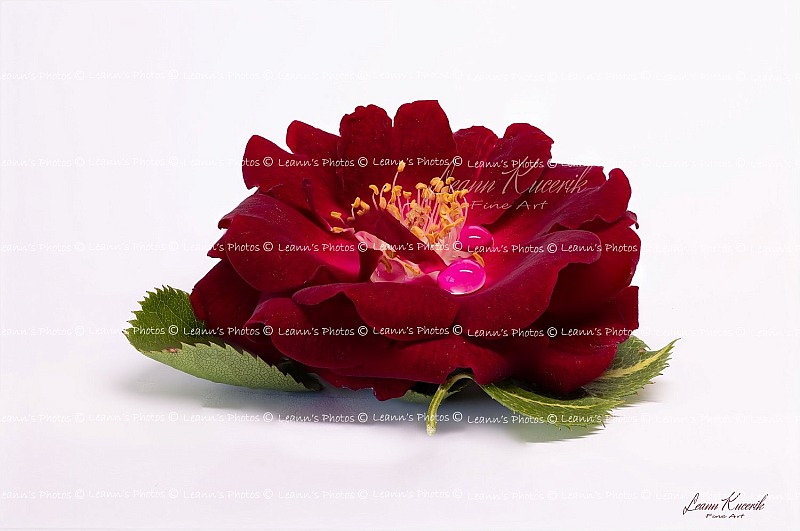 Crimson Elegance