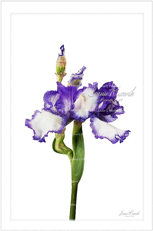Ballet of an Iris