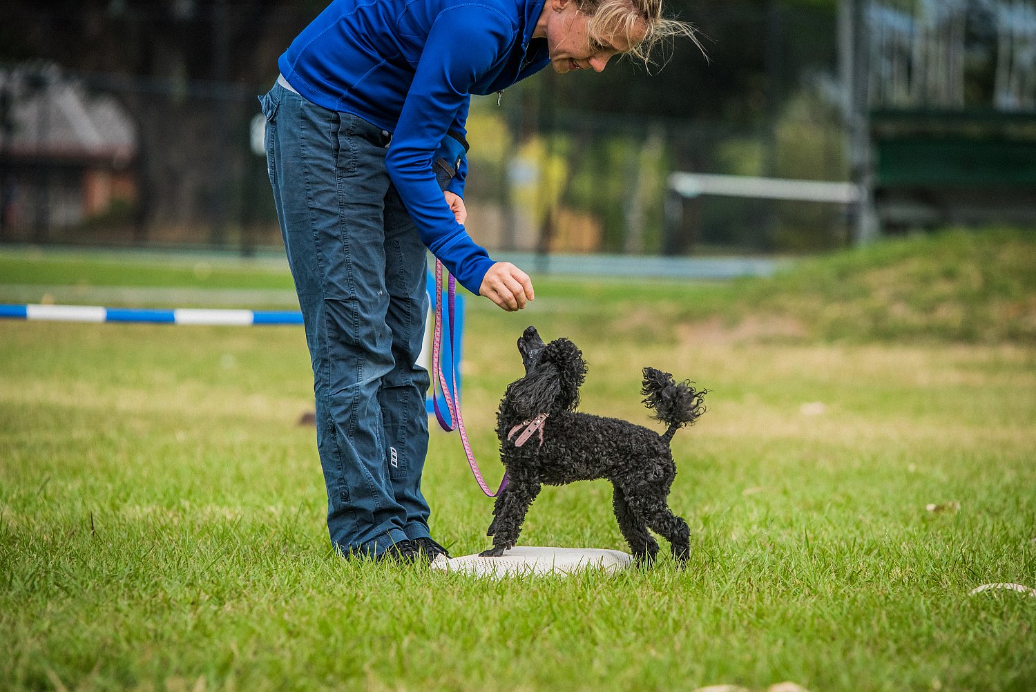 RED DOG AGILITY CLINIC TOWNSVILLE CANINE EVENT PHOTOGRAPHY Jordan Wicks Photography and