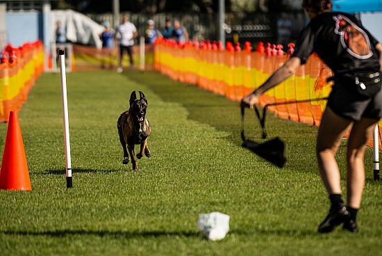 COCT Sprint Dog - 4 July 2026