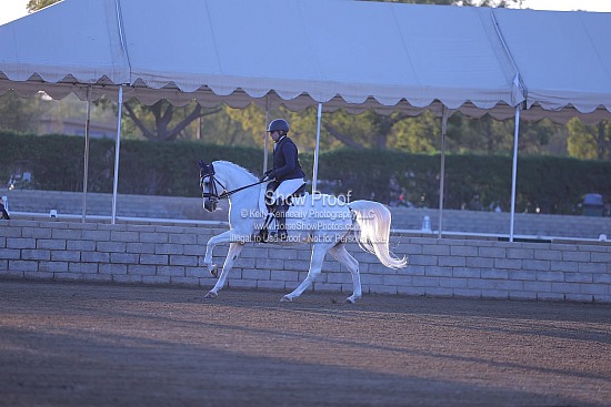 Sport Horse Under Saddle