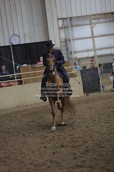 0524A Region 4 Arabian Park Horse